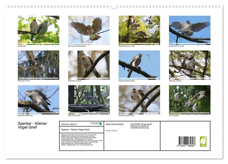 Produktbild: Sperber - Kleiner Vogel Greif (hochwertiger Premium Wandkalender 2026 DIN A2 quer), Kunstdruck in Hochglanz
