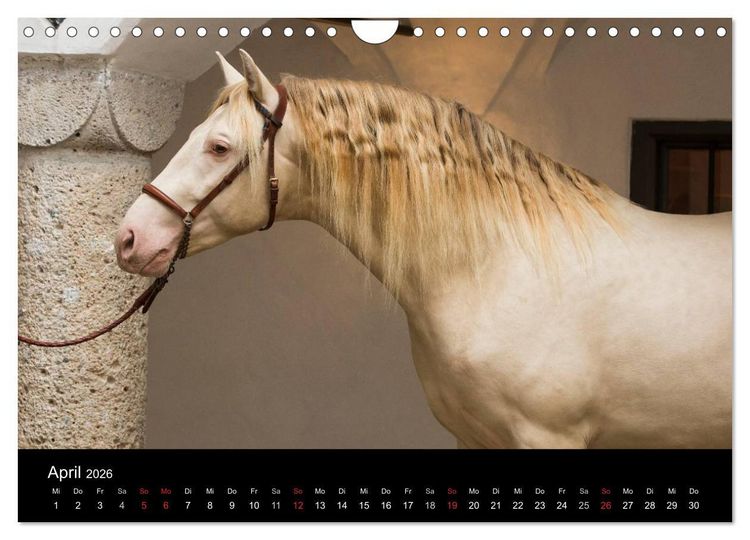 Produktbild: Spaniens stolze Pferde (Wandkalender 2026 DIN A4 quer), CALVENDO Monatskalender