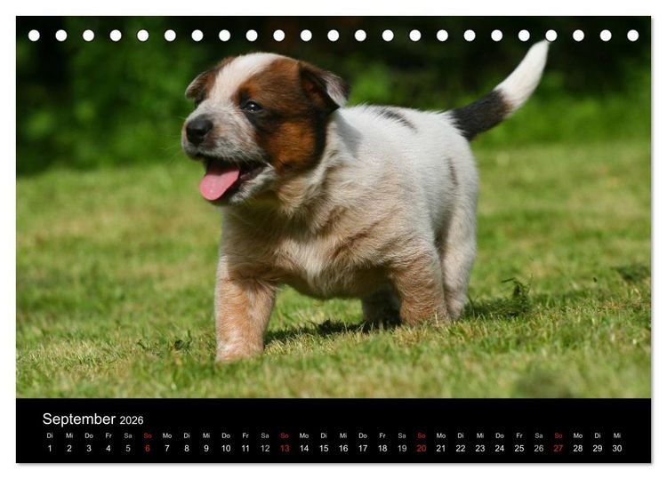 Produktbild: Australian Cattle Dog Welpen (Tischkalender 2026 DIN A5 quer), CALVENDO Monatskalender