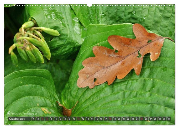Produktbild: Hosta Staude mit Herz (hochwertiger Premium Wandkalender 2026 DIN A2 quer), Kunstdruck in Hochglanz