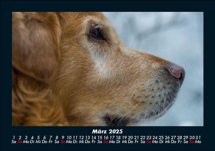 Produktbild: Tiere in der Wildnis 2025 Fotokalender DIN A5