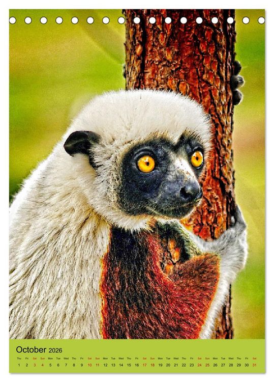 Produktbild: Adorable lemurs (Desk Calendar 2026 DIN A5 portrait), CALVENDO 12 Month DeskCalendar