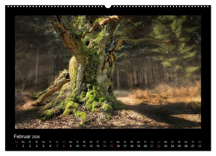 Produktbild: M&auml;rchenhafter Reinhardswald und Urwald Sababurg (hochwertiger Premium Wandkalender 2026 DIN A2 quer), Kunstdruck in Hochglanz
