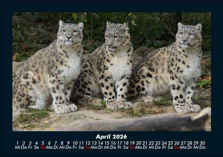 Produktbild: Tiere in der Wildnis 2026 Fotokalender DIN A5
