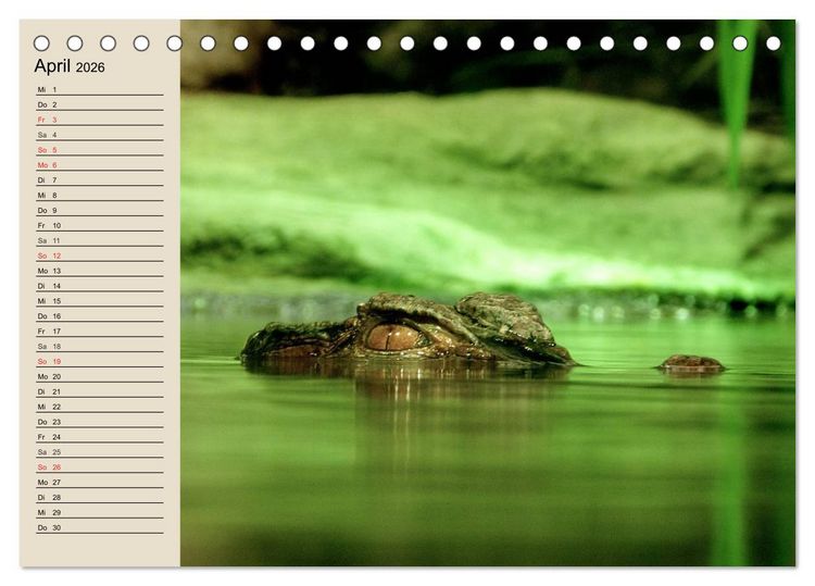 Produktbild: Regenwald. Tiere im Dschungel (Tischkalender 2026 DIN A5 quer), CALVENDO Monatskalender