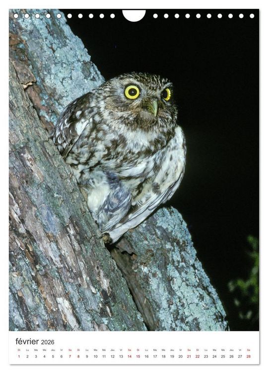 Produktbild: Une chouette de vie, les oiseaux (Calendrier mural 2026 DIN A4 horizontal), CALVENDO calendrier mensuel