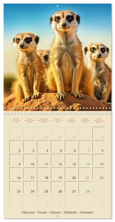 Produktbild: Let's go on Safari - Animal babies in Africa (Wall Calendar 2026 12 &times; 12 Inch) CALVENDO 12 Month Wall Calendar