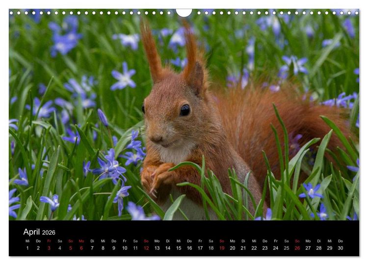 Produktbild: Mit dem Eichh&ouml;rnchen durchs Jahr (Wandkalender 2026 DIN A3 quer), CALVENDO Monatskalender