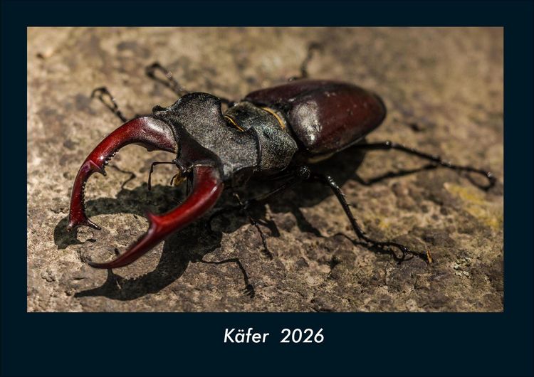 Produktbild: K&auml;fer 2026 Fotokalender DIN A4
