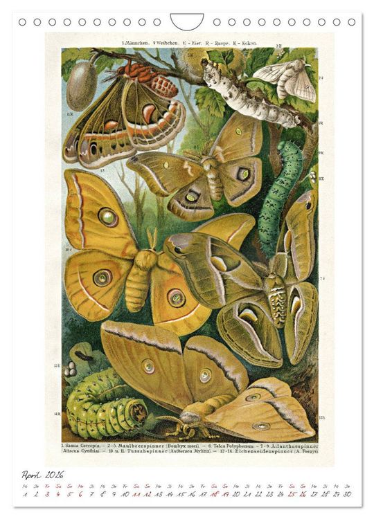 Produktbild: Formenspiele der Evolution. Chromolithographien des 19. Jahrhunderts (Wandkalender 2026 DIN A4 hoch), CALVENDO Monatskalender