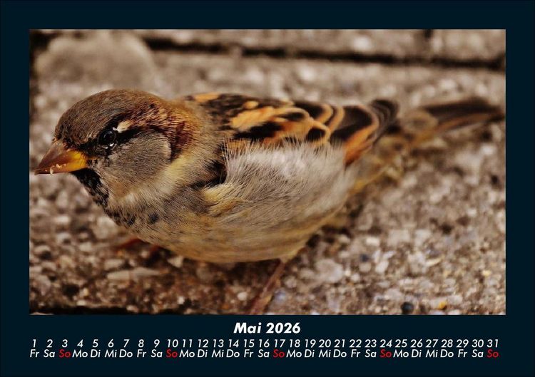 Produktbild: V&ouml;gel 2026 Fotokalender DIN A5