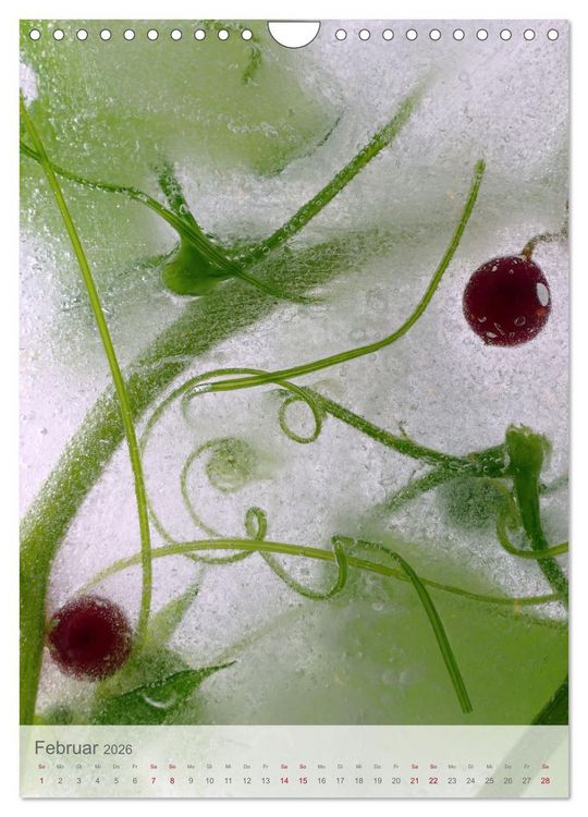 Produktbild: Blumen in Eis (Wandkalender 2026 DIN A4 hoch), CALVENDO Monatskalender