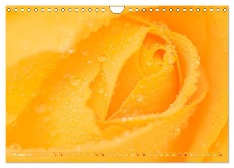 Produktbild: Rosen im Morgentau (Wandkalender 2026 DIN A4 quer), CALVENDO Monatskalender