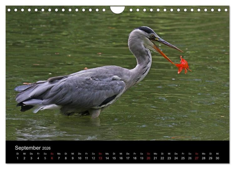 Produktbild: Aus dem Leben der Graureiher (Wandkalender 2026 DIN A4 quer), CALVENDO Monatskalender