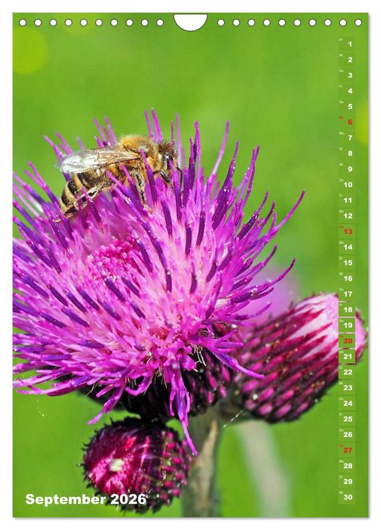 Produktbild: Blossom Love, von Bienen und Hummeln (Wandkalender 2026 DIN A4 hoch), CALVENDO Monatskalender