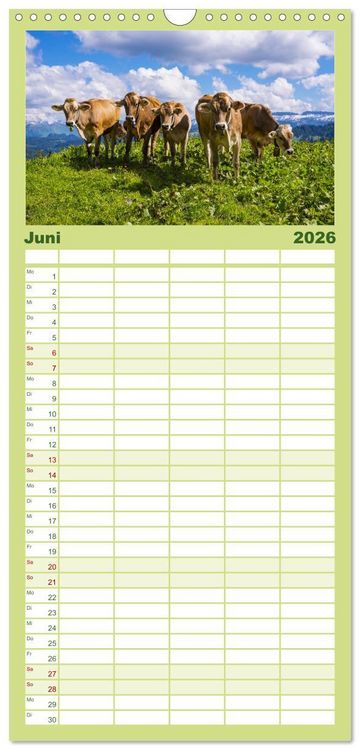 Produktbild: Familienplaner 2026 - Allg&auml;uer Sch&ouml;nheiten Allg&auml;u - Land der K&uuml;he mit 5 Spalten (Wandkalender, 21 x 45 cm) CALVENDO