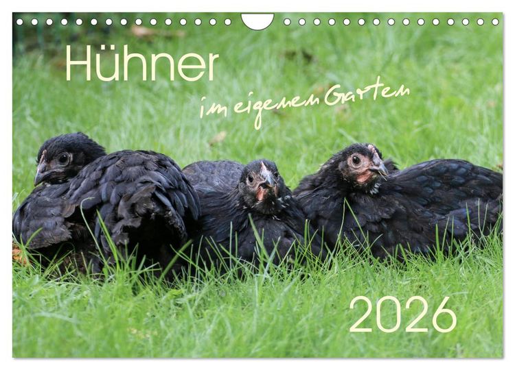 Produktbild: H&uuml;hner im eigenen Garten (Wandkalender 2026 DIN A4 quer), CALVENDO Monatskalender