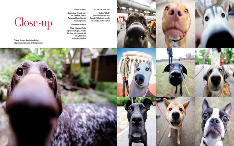 Produktbild: The Dogist