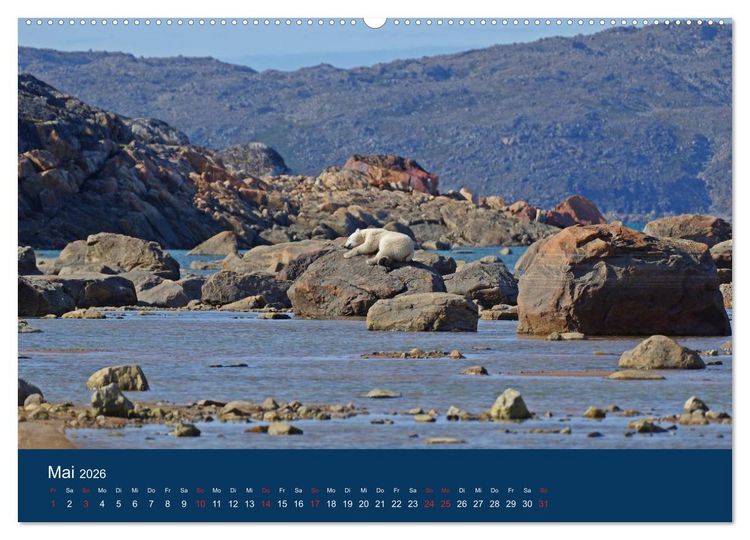 Produktbild: Das Leben der etwas "anderen" Eisb&auml;ren! (Wandkalender 2026 DIN A2 quer), CALVENDO Monatskalender