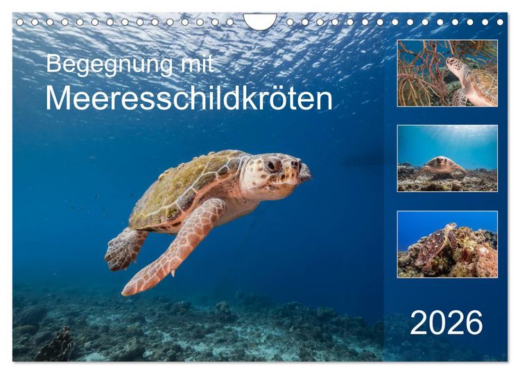 Produktbild: Begegnung mit Meeresschildkr&ouml;ten (Wandkalender 2026 DIN A4 quer), CALVENDO Monatskalender