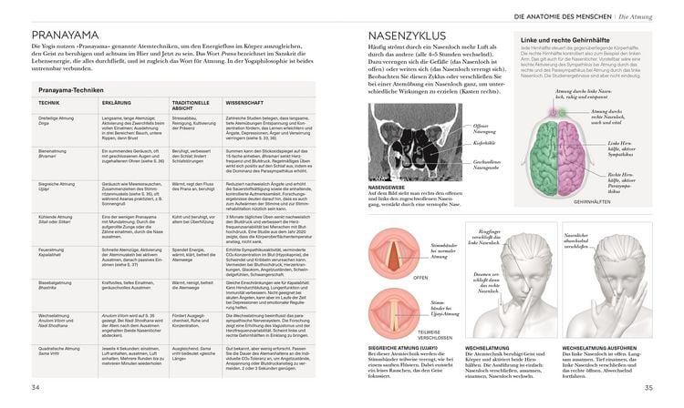 Produktbild: Yoga verstehen - Die Anatomie der Yoga-Haltungen