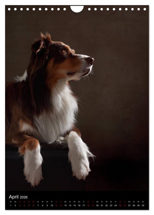 Produktbild: Geliebte Aussies - Australian Shepherds im Portrait (Wandkalender 2026 DIN A4 hoch), CALVENDO Monatskalender