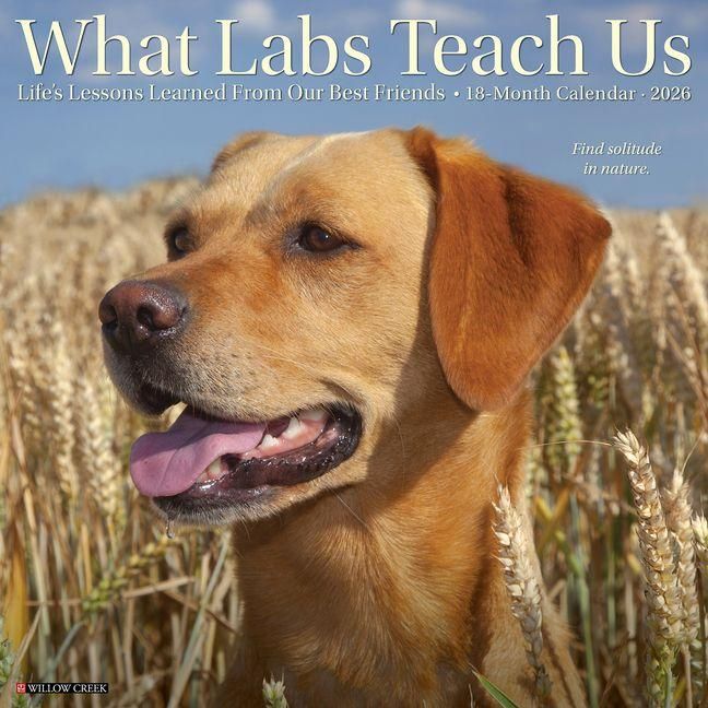 Produktbild: What Labs Teach Us 2026 12 X 12 Wall Calendar