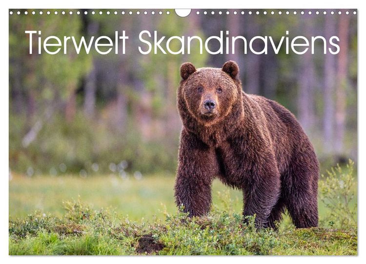 Produktbild: Tierwelt Skandinaviens (Wandkalender 2026 DIN A3 quer), CALVENDO Monatskalender