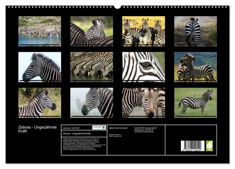 Produktbild: Zebras - Ungez&auml;hmte Kraft (hochwertiger Premium Wandkalender 2026 DIN A2 quer), Kunstdruck in Hochglanz