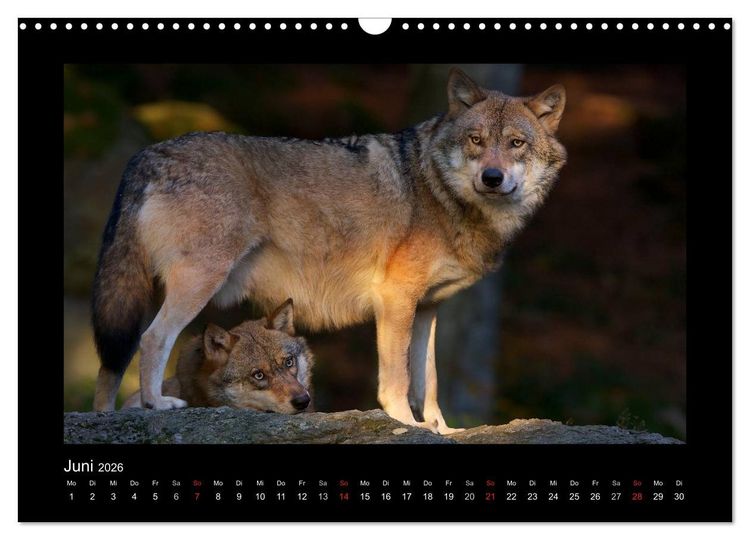 Produktbild: Wolf, Luchs und Co. - Tierbilder aus dem Bayerischen Wald (Wandkalender 2026 DIN A3 quer), CALVENDO Monatskalender