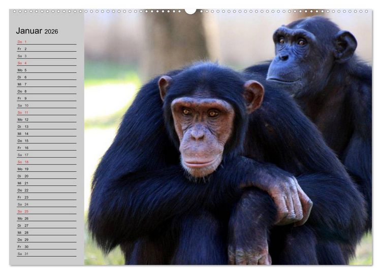 Produktbild: Schimpansen (hochwertiger Premium Wandkalender 2026 DIN A2 quer), Kunstdruck in Hochglanz