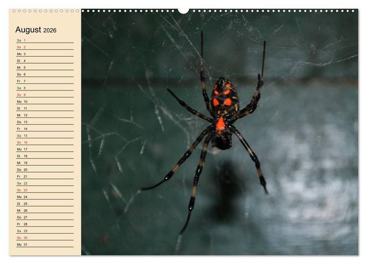 Produktbild: Faszination Spinnen (hochwertiger Premium Wandkalender 2026 DIN A2 quer), Kunstdruck in Hochglanz