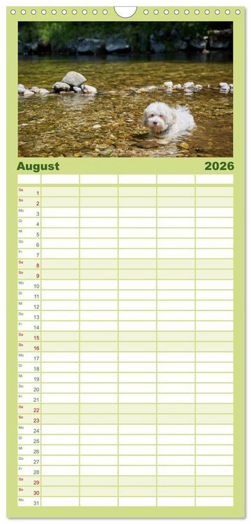 Produktbild: Familienplaner 2026 - Havaneser - Herz aus Gold mit 5 Spalten (Wandkalender, 21 x 45 cm) CALVENDO
