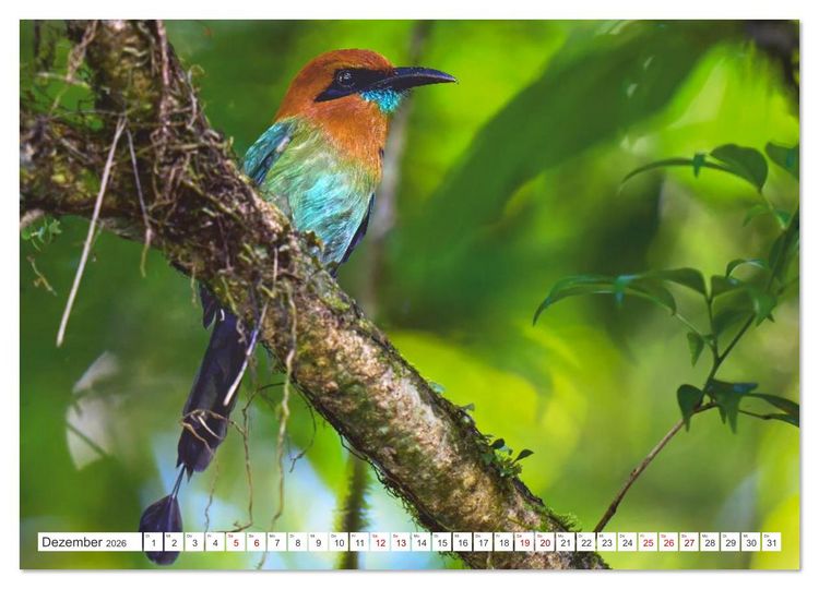Produktbild: Costa Ricas gefiederte Pracht (Wandkalender 2026 DIN A3 quer), CALVENDO Monatskalender