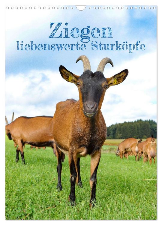 Produktbild: Ziegen - liebenswerte Sturk&ouml;pfe (Wandkalender 2026 DIN A3 hoch), CALVENDO Monatskalender
