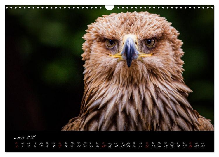 Produktbild: FACES DE RAPACES (Calendrier mural 2026 DIN A3 vertical), CALVENDO calendrier mensuel