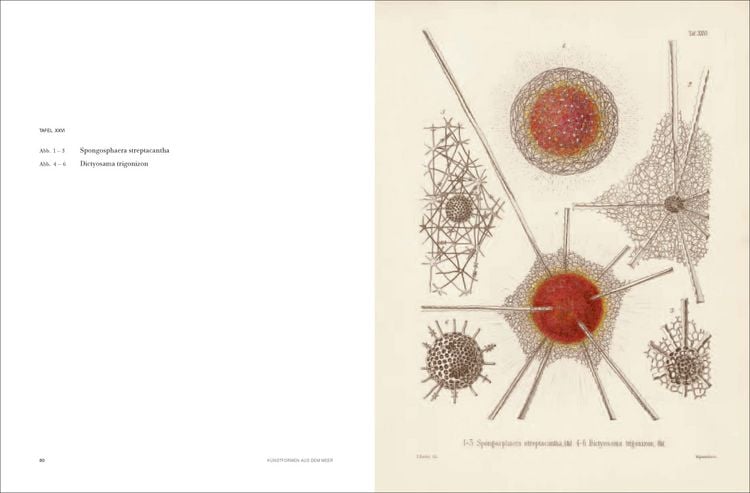 Produktbild: Ernst Haeckel