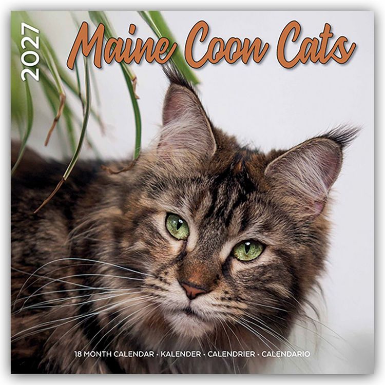 Produktbild: Maine Coon Cats &ndash; Main Coon Katzen 2027 &ndash; 18-Monatskalender &ndash; Original Plenty Gifts-Kalender [Mehrsprachig] [Kalender]