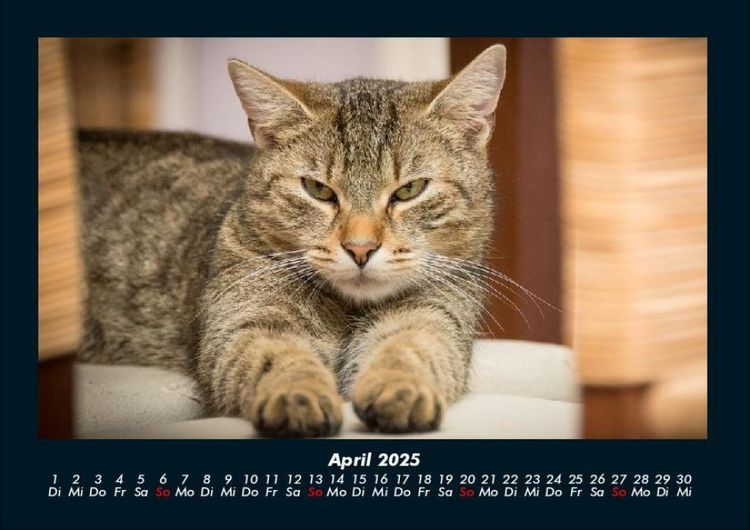 Produktbild: F&uuml;r Katzenfreunde 2025 Fotokalender DIN A4