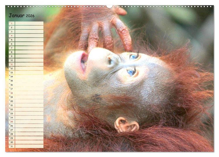 Produktbild: Zauberhafte Affenkinder. S&uuml;&szlig;er geht&acute;s nicht! (hochwertiger Premium Wandkalender 2026 DIN A2 quer), Kunstdruck in Hochglanz