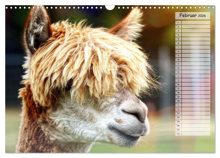 Produktbild: Alpaka, coole Typen mit wilden Frisuren (Wandkalender 2026 DIN A3 quer), CALVENDO Monatskalender