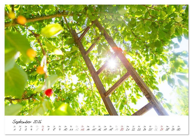 Produktbild: Kirschen aus dem Garten &ndash; Erntekalender (hochwertiger Premium Wandkalender 2026 DIN A2 quer), Kunstdruck in Hochglanz