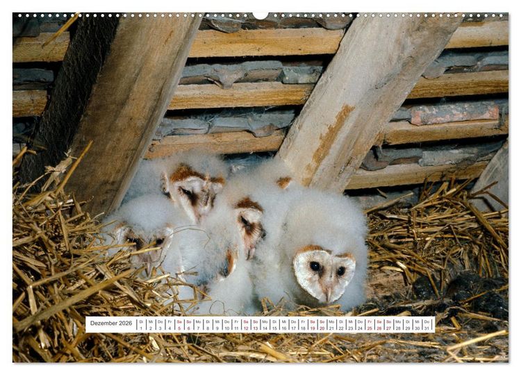 Produktbild: Das Leben der Eulen, die Damen der Nacht (Wandkalender 2026 DIN A2 quer), CALVENDO Monatskalender