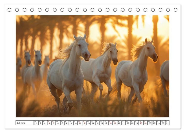 Produktbild: Bezaubernde Eleganz wei&szlig;er Pferde (Tischkalender 2026 DIN A5 quer), CALVENDO Monatskalender