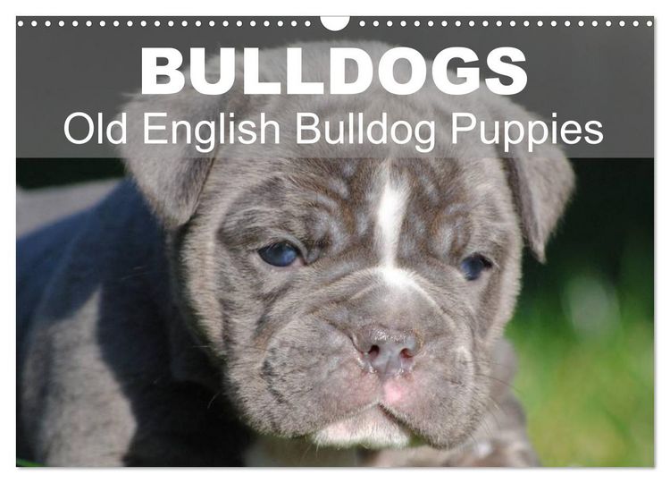 Produktbild: Bulldogs - Old English Bulldog Puppies (Wall Calendar 2026 DIN A3 landscape), CALVENDO 12 Month Wall Calendar