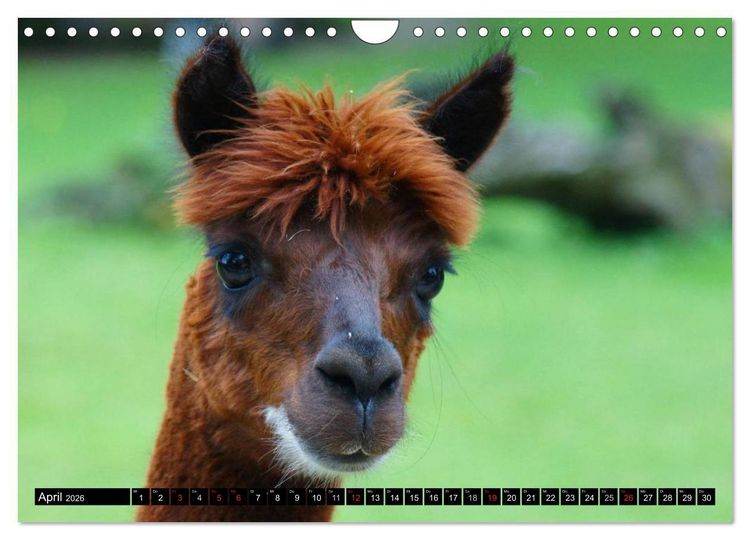 Produktbild: Lama und Alpaka (Wandkalender 2026 DIN A4 quer), CALVENDO Monatskalender