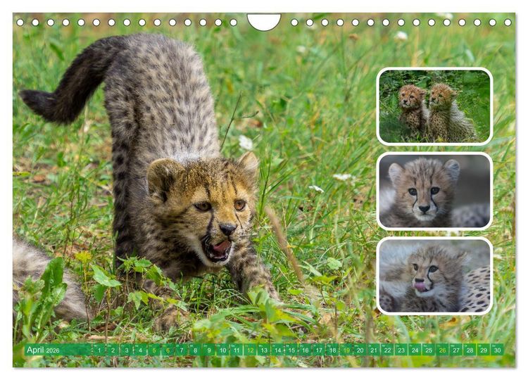 Produktbild: Raubkatzen - gro&szlig; & klein (Wandkalender 2026 DIN A4 quer), CALVENDO Monatskalender