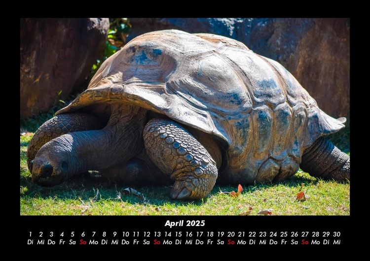 Produktbild: Schildkr&ouml;tenzauber 2025 Fotokalender DIN A3