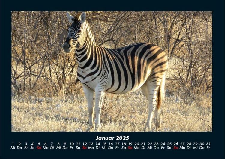 Produktbild: Zebrazauber 2025 Fotokalender DIN A4