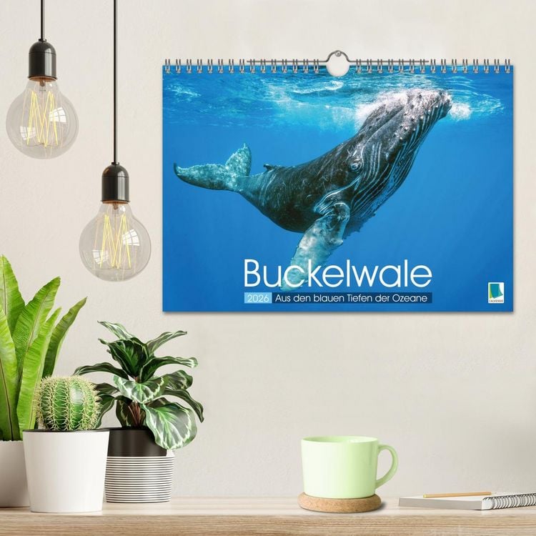 Produktbild: Buckelwale: Aus den blauen Tiefen der Ozeane (Wandkalender 2026 DIN A4 quer), CALVENDO Monatskalender